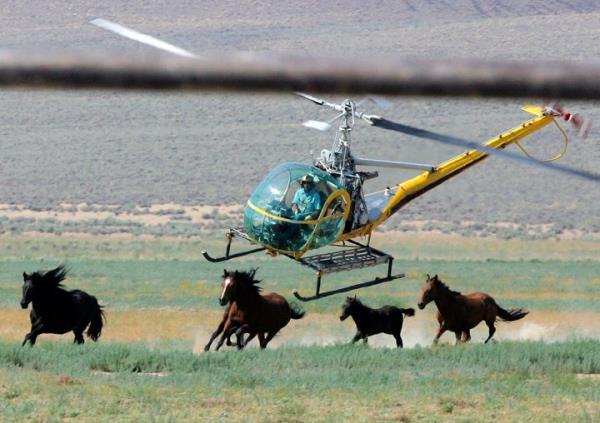 FILE - A livestock helicopter pilot rounds up wild horses from the Fox & Lake Herd Management Area, July 13, 2008, in Washoe County, Nevada.