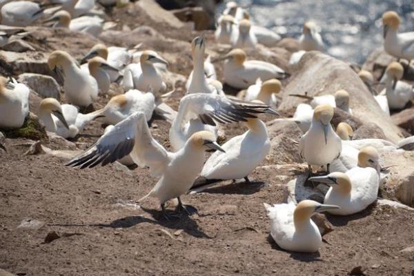 Gannets will be protected