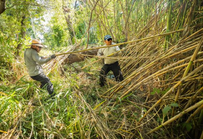 Santos Jimenez, left, and Abraham Salazar, pull 30 feet of stalks of Arundo do<em></em>nax from a large stand of the invasive plant along the edge of the Russian river near Badger Park in Healdsburg, Wednesday, Aug. 16, 2023. (John Burgess / The Press Democrat)