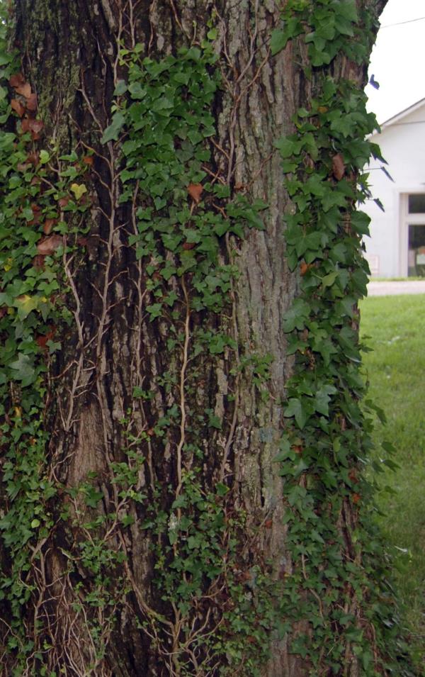 English Ivy grows on a tree. While they share some features, wintercreeper can sometimes be co<em></em>nfused for this species.