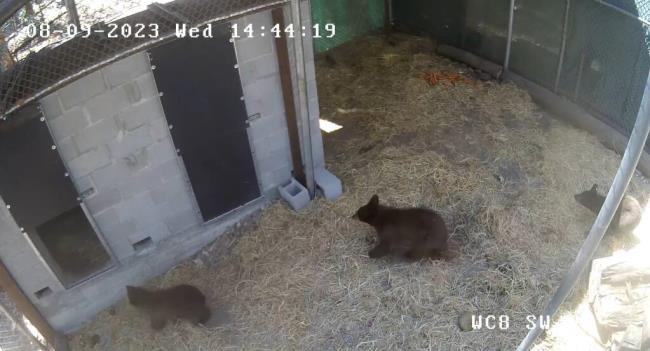 This screenshot from surveillance video at So<em></em>noma County Wildlife Rescue shows three black bear cubs captured in South Lake Tahoe exploring their new home in Petaluma, Wednesday, Aug. 9, 2023. (California Department of Fish & Wildlife)