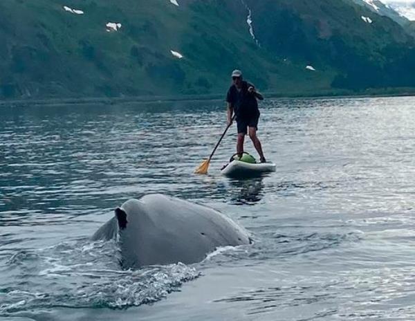 In this photo provided by Brian Williams, a whale approaches his father, Kevin Williams, while he was paddleboarding in Prince William Sound near Whittier, Alaska, on July 13, 2023. Williams survived the close encounter with a humpback whale, not even getting wet during a tense few seco<em></em>nds caught on camera by friends and family as a whale surfaced near him. (Brian Williams