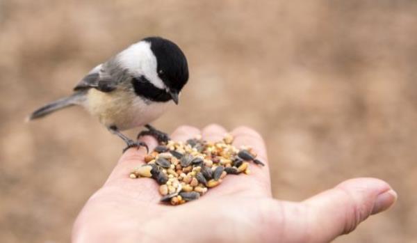 A Chickadee perches on a finger and selec<em></em>ts seeds to eat from the palm of a hand.