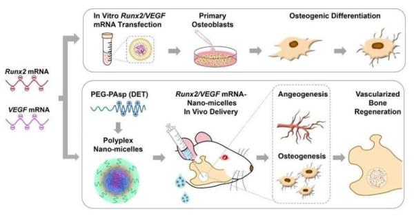 A novel bone regeneration technique with clinical potential